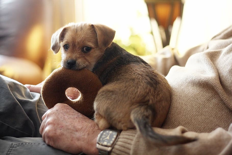 dog friendly pubs