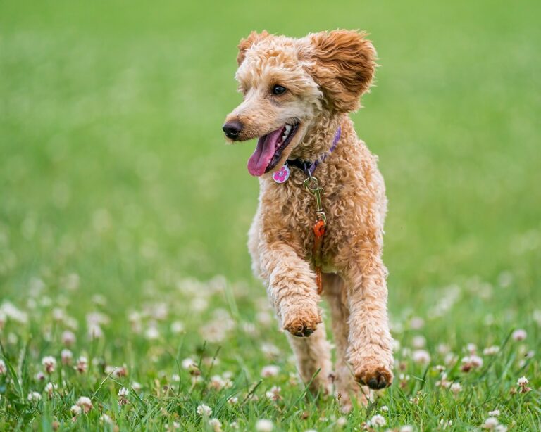 draw a poodle