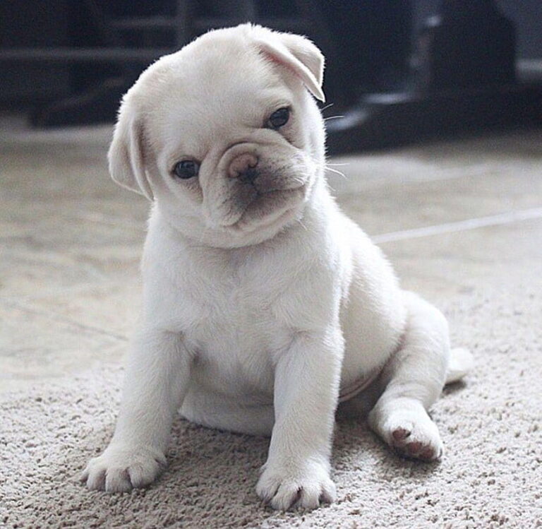 white pug puppies