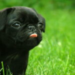 Black Pug Puppies for Sale