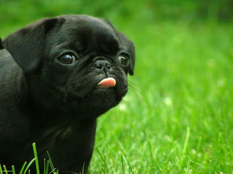 Black Pug Puppies for Sale