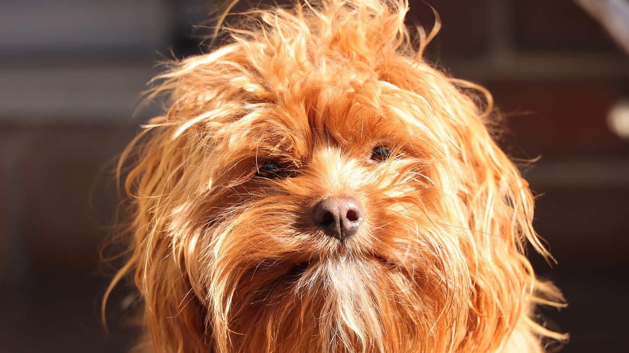 Cavoodles For Sale