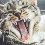 destructive behavior in cats