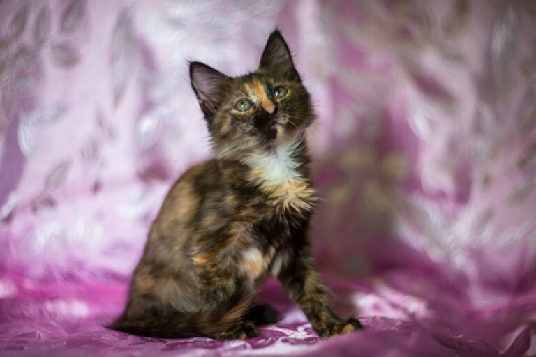 Tortoiseshell Maine Coon