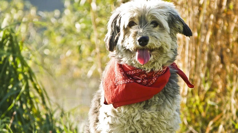 custom bandanas