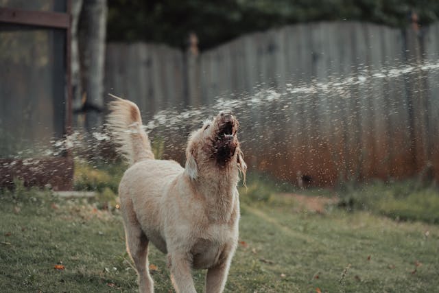 Types of Dog Barks