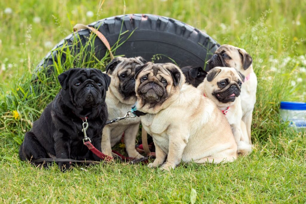 pug puppies for sale