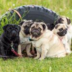 pug puppies for sale