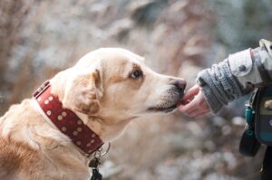 Dog Bites Attorney