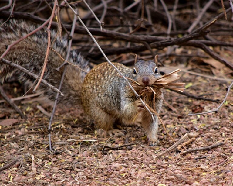 Wildlife