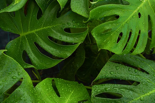 Monstera Deliciosa