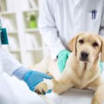 veterinarian in Unionville-Markham