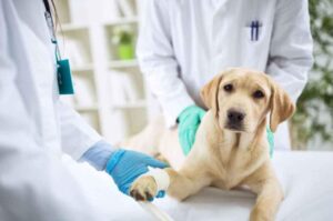 veterinarian in Unionville-Markham