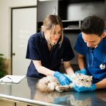 Animal Hospital