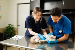 Animal Hospital