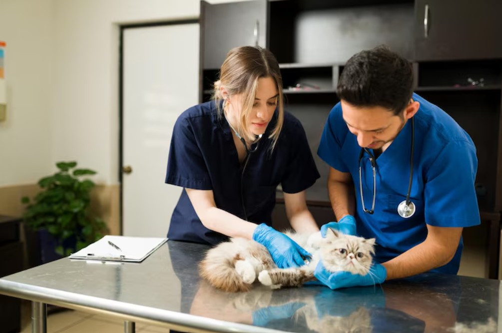 Animal Hospital
