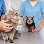 pet clinic