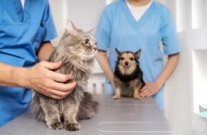 pet clinic