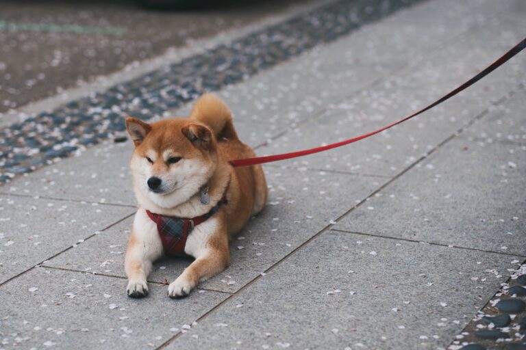 Dog Harness