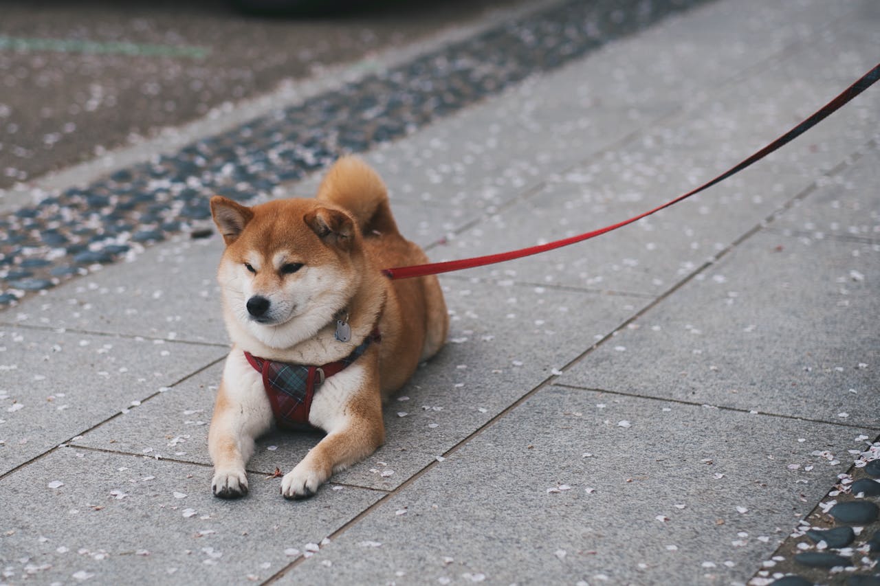 Dog Harness