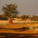 Termite Inspection