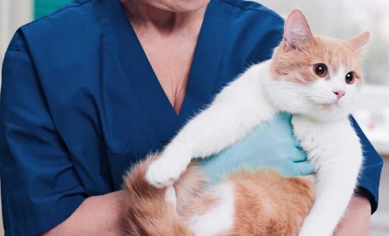 veterinarian in Guelph
