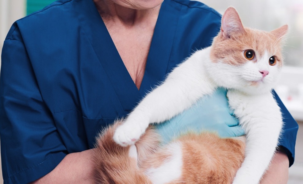 veterinarian in Guelph