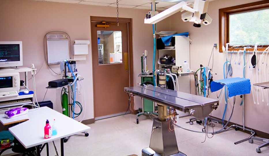 Cape Coral veterinary