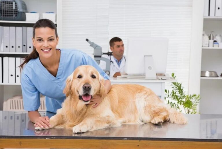 Veterinary clinics