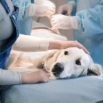 Hillsdale animal hospital