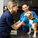 veterinarian in Groves