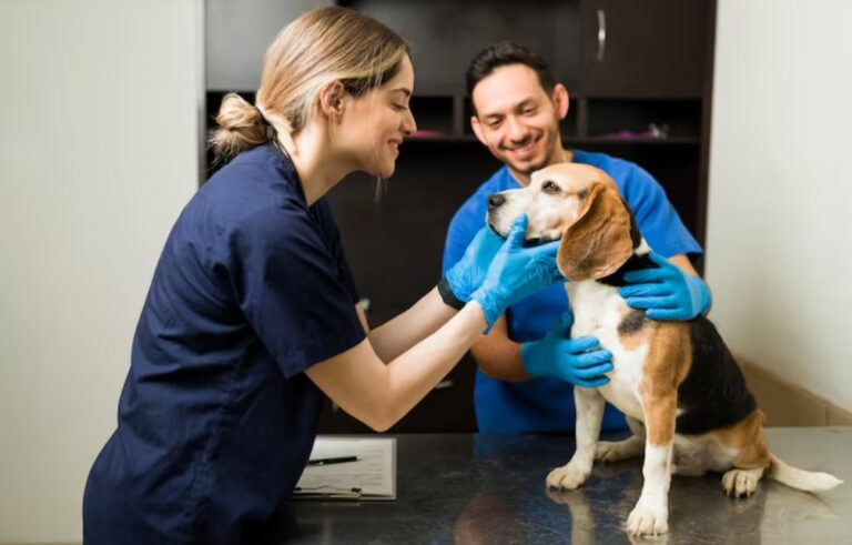 veterinarian in Groves