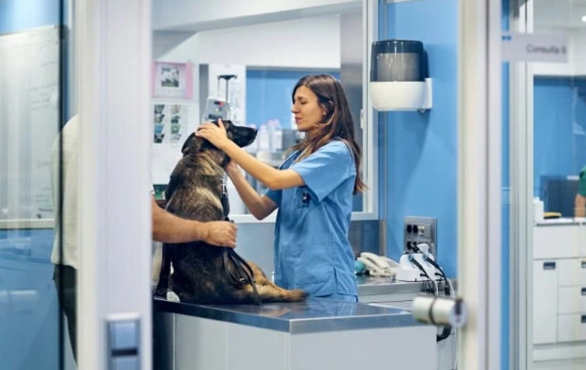 Animal Urgent Care