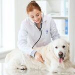 animal clinic in Houston