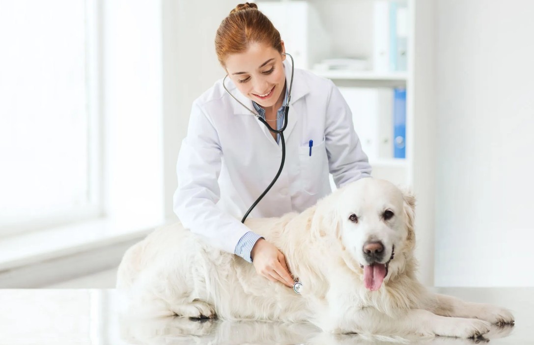 animal clinic in Houston