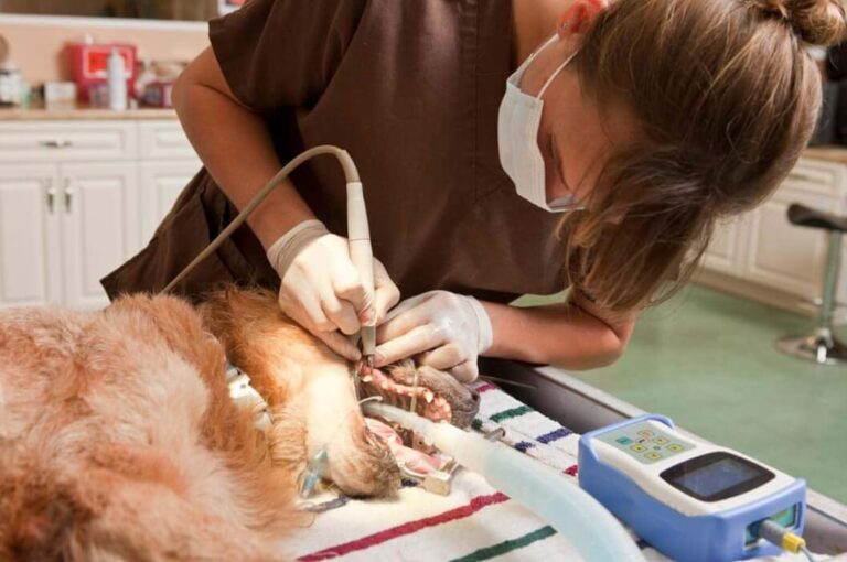 Oakville veterinarian