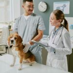 veterinary Newport Beach
