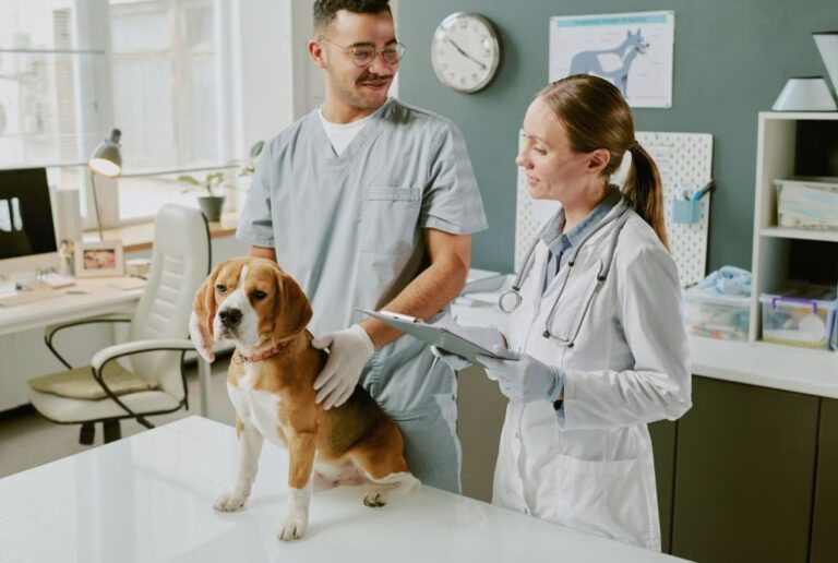 veterinary Newport Beach