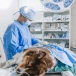 Pets For Surgery