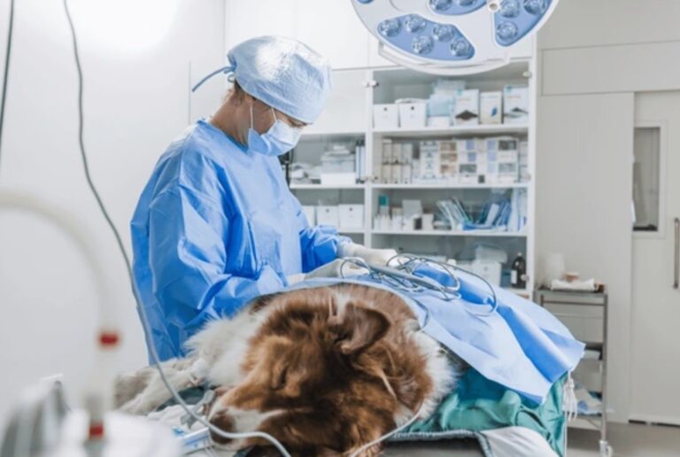 Pets For Surgery