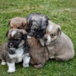 Puppies