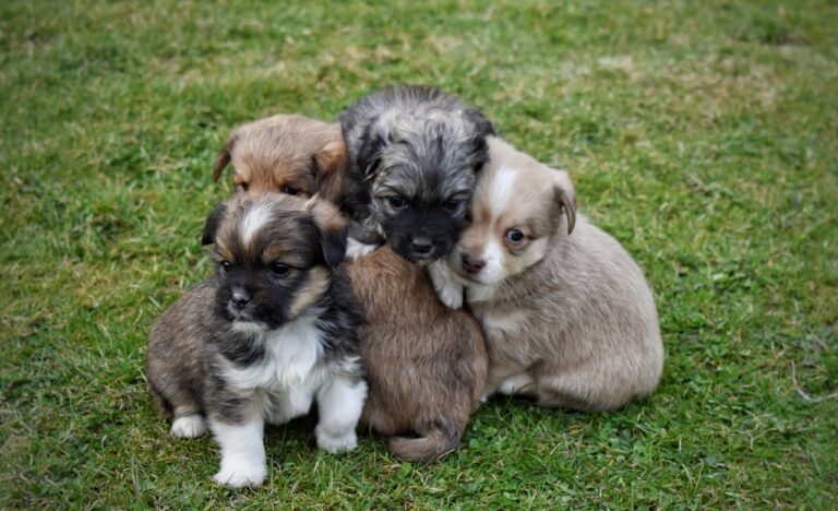 Puppies