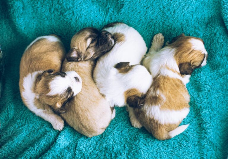 puppy