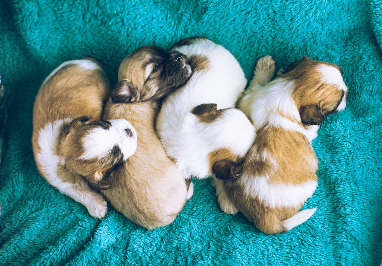 puppy