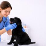 Animal hospital