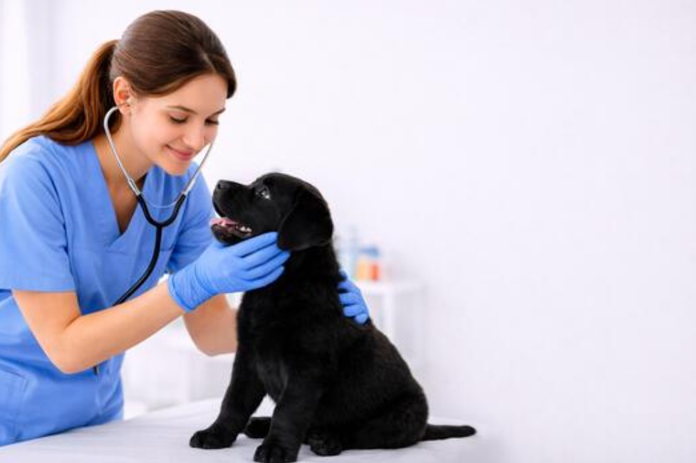 Animal hospital