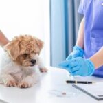 Veterinary Hospitals