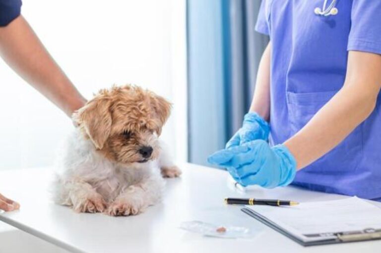 Veterinary Hospitals