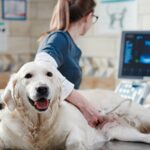 veterinary record keeping