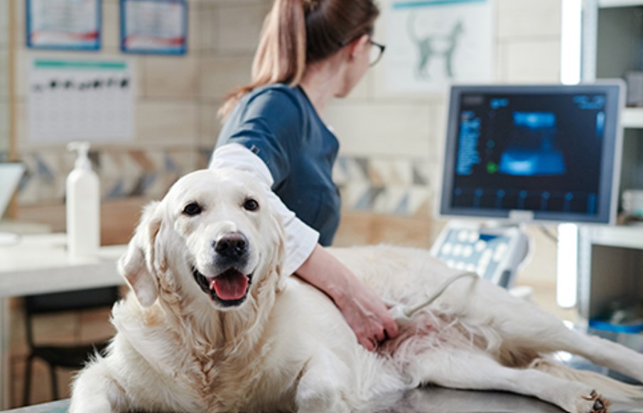 veterinary record keeping